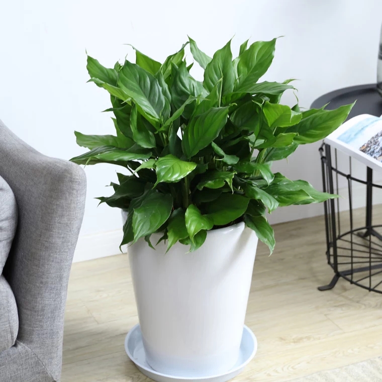 万年青 植物盆栽 常绿植物 L