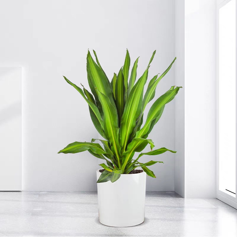 也门铁 巴西铁 2006