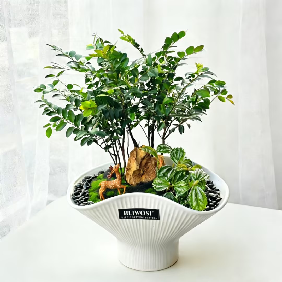 小叶紫檀盆景植物室内外小森林原生苗丛林盆栽客厅四季常青绿植