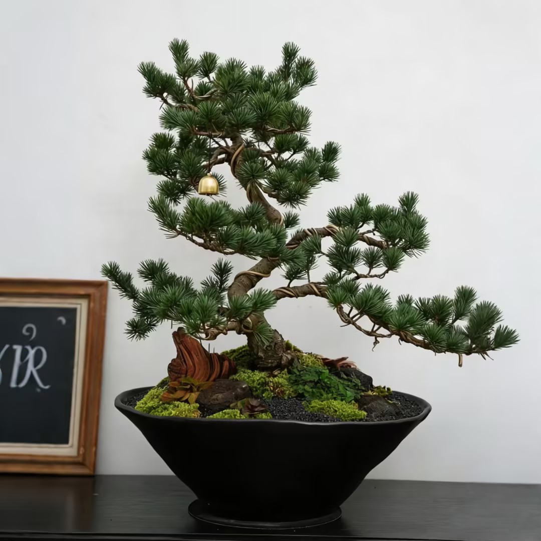 五针松盆景盆栽松树盆景黑松大阪