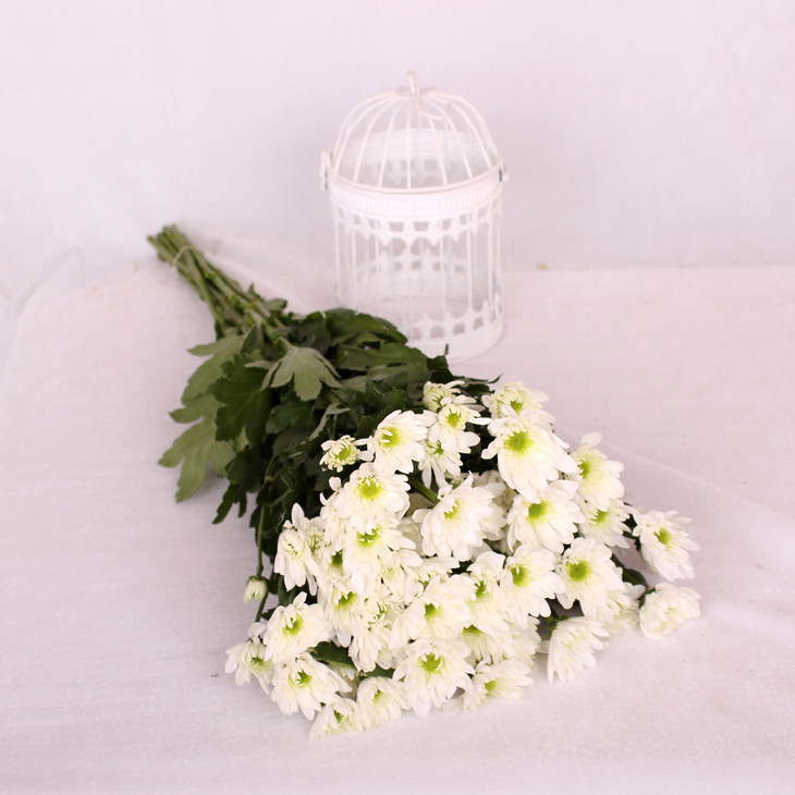 白色小雏菊鲜切花1扎5枝网红家