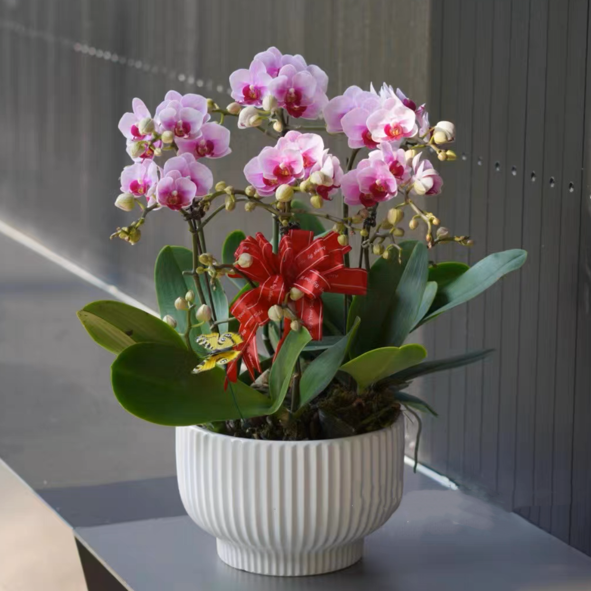 蝴蝶兰盆栽1506-13 彩色