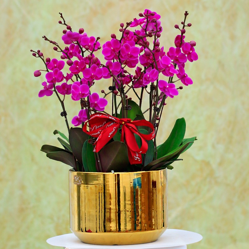 蝴蝶兰 1508-32 满天红