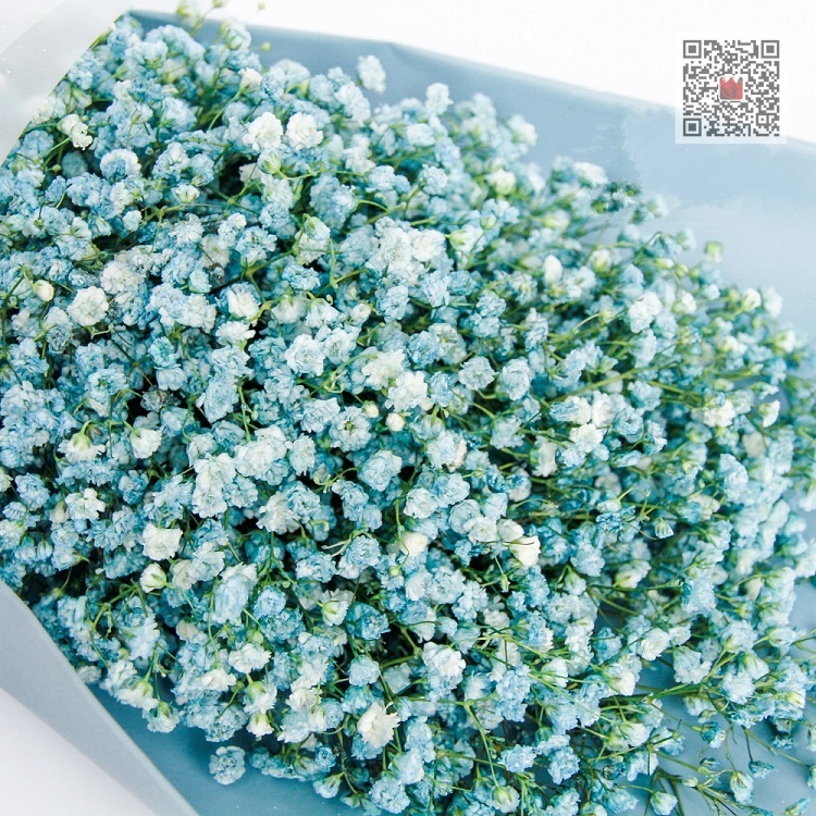 致青春——蓝色满天星精美礼盒盛