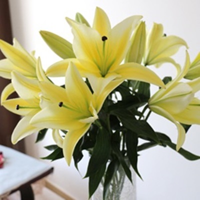 黄色 香水百合花 Lily  