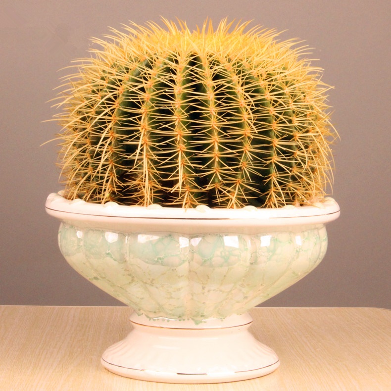 仙人球 大仙人球 净化空气 好看好养好活 桌面植物盆栽 3024