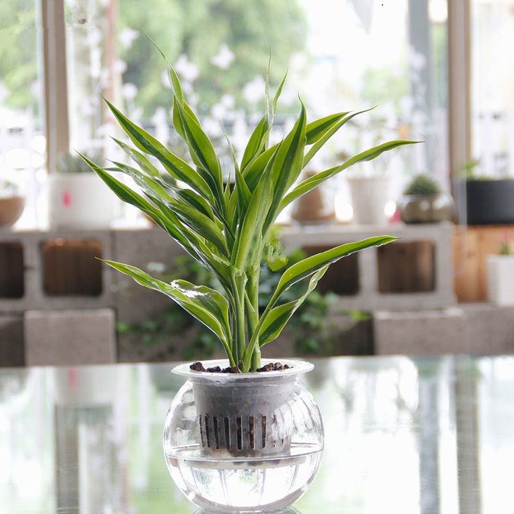 金边富贵竹【水培】4003