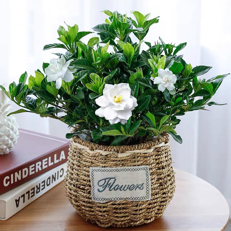 栀子花盆栽开花盆栽芳香植物1盆很香的哦茉莉花栀子花阳台桌面花卉盆栽好养好活花卉