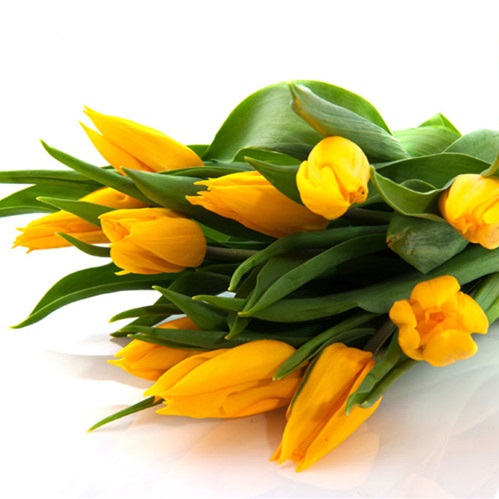 黄色郁金香鲜切花1扎8-10枝