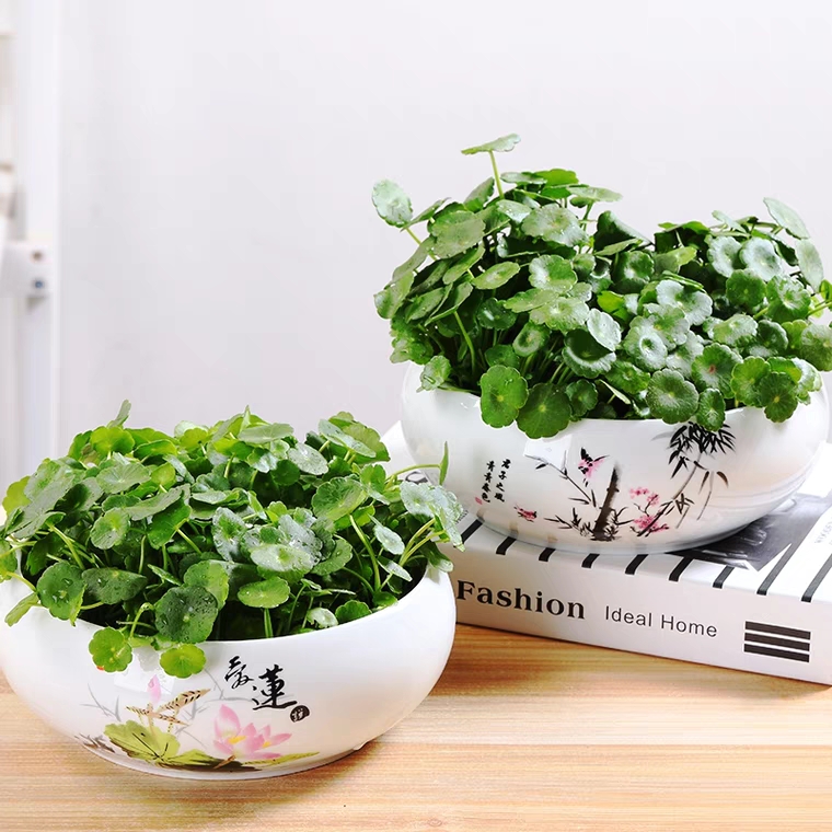 铜钱草【水培】