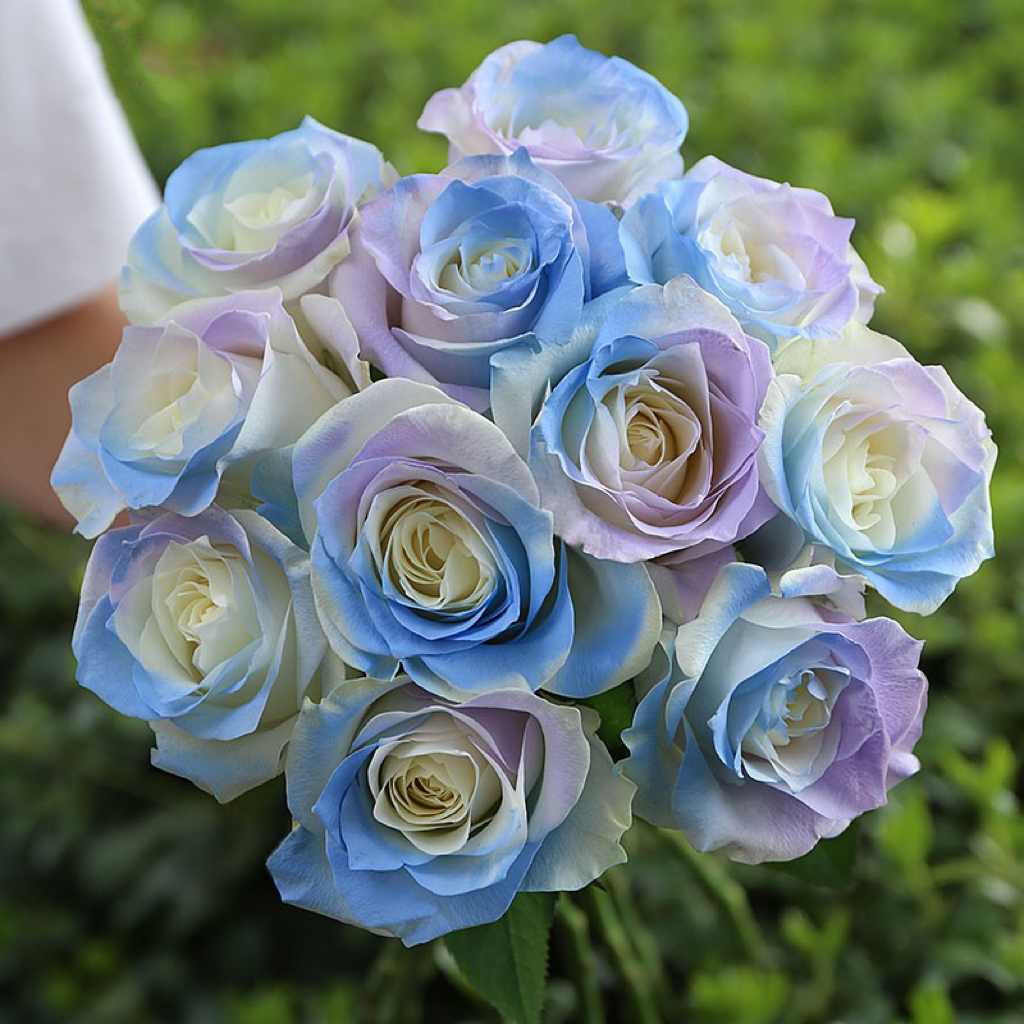 碎冰蓝玫瑰花1枝 Rose 单