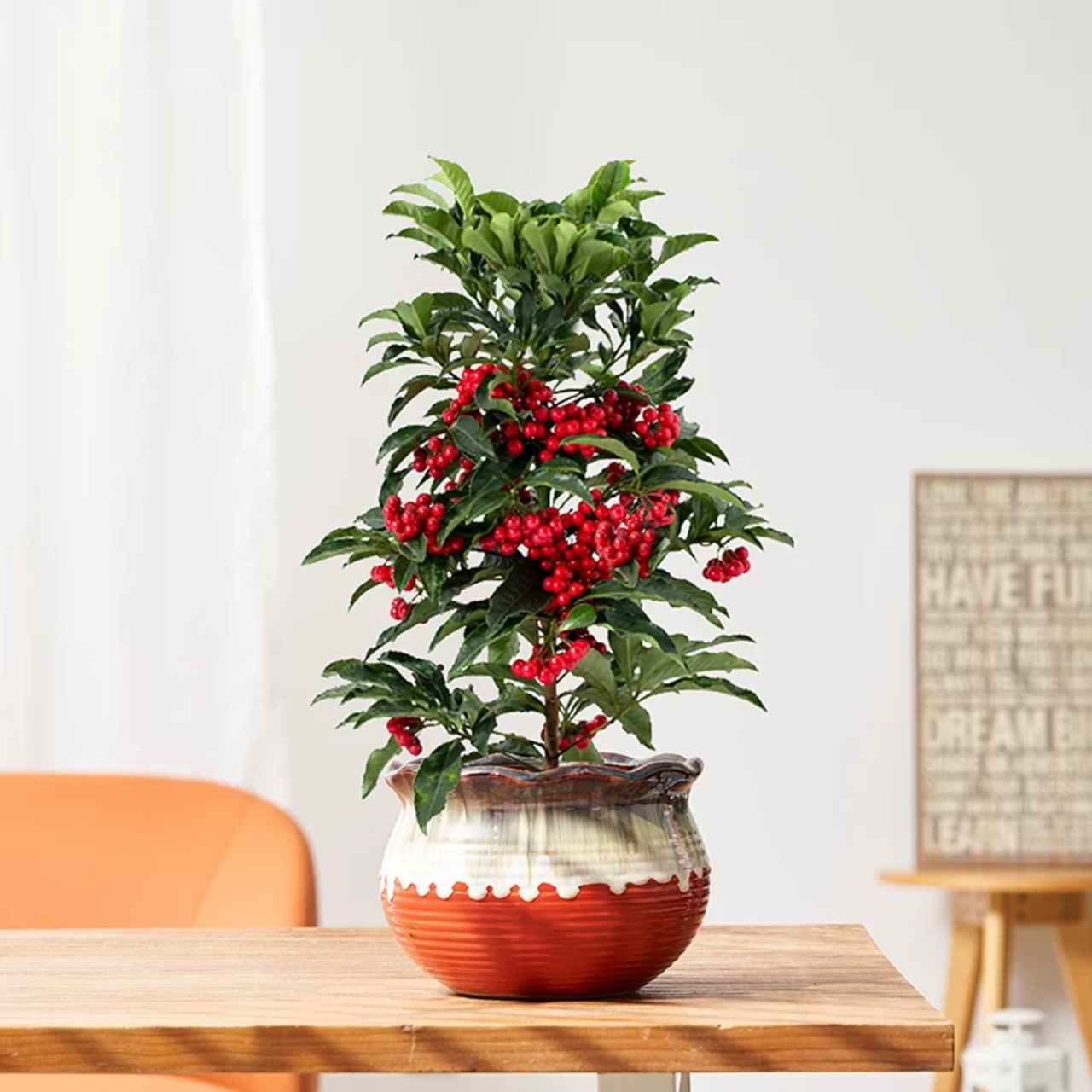 富贵籽 喜庆花卉盆栽