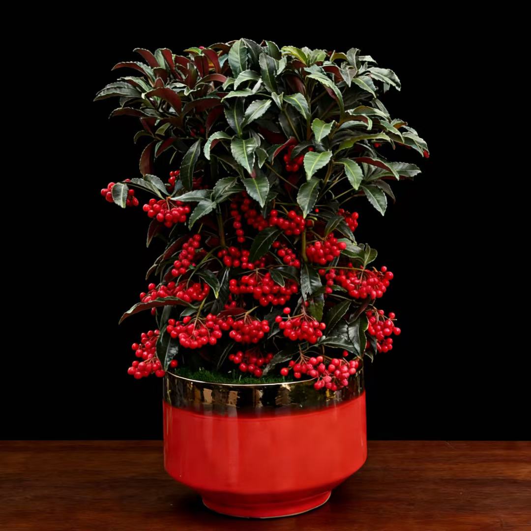 富贵籽3株组合盆栽