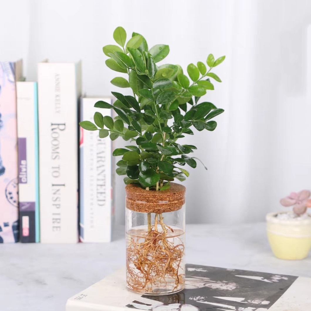 水培九里香+玻璃生态瓶网红水培