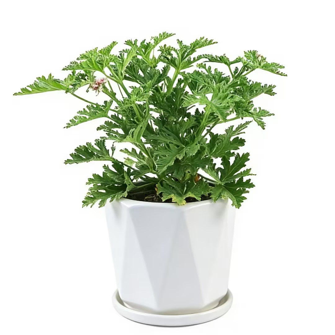 驱蚊草驱蚊植物驱虫植物盆栽夏季