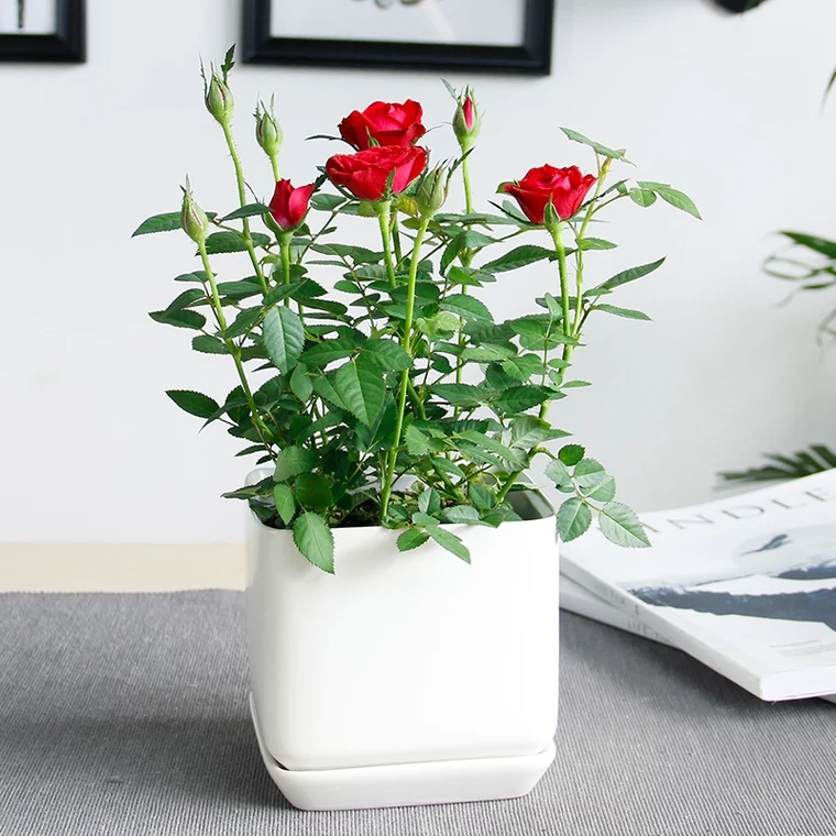 月季花1盆网红盆栽开花颜色随机