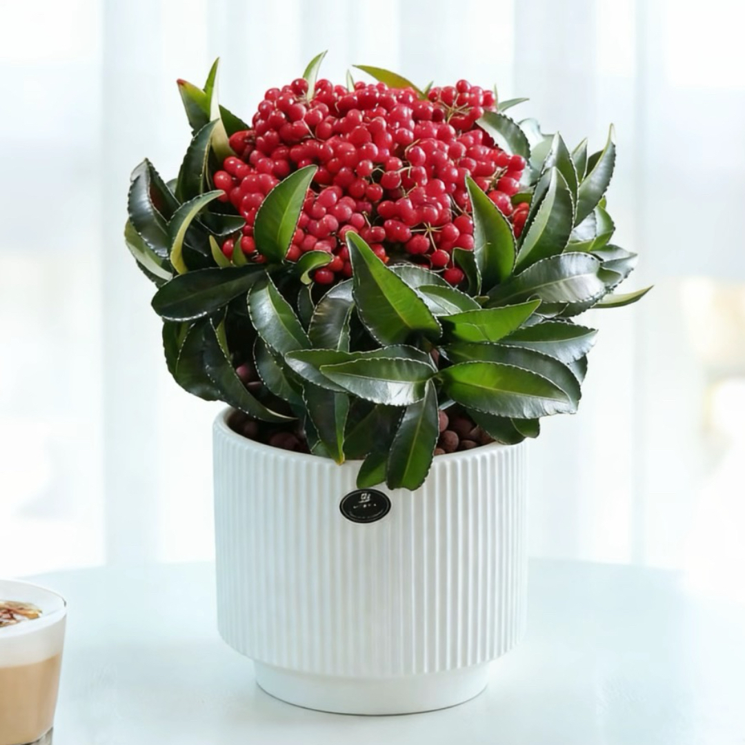 鸿运当头富贵籽盆景带果盆栽万两