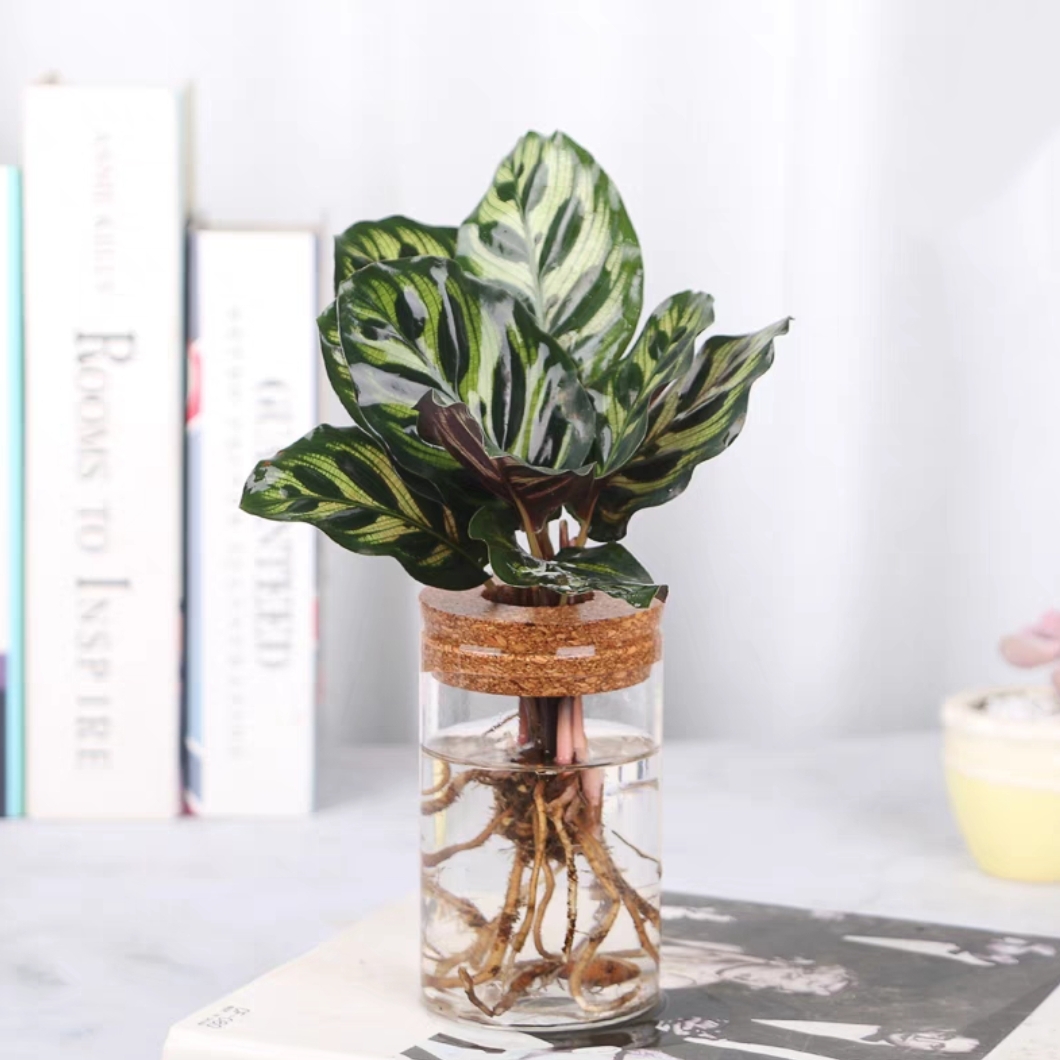 水培孔雀竹芋+玻璃生态瓶 网红款水培盆栽