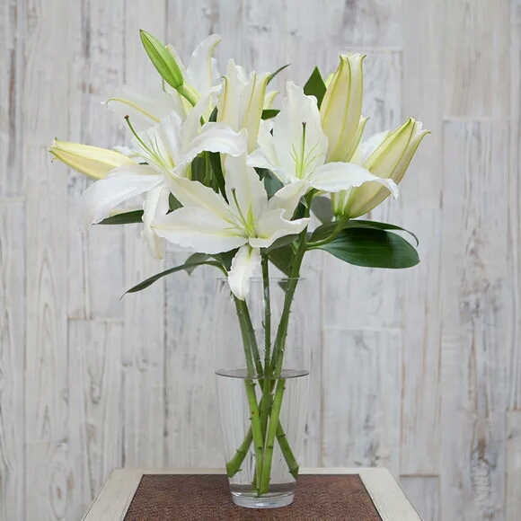 白色 香水百合花 Lily 1