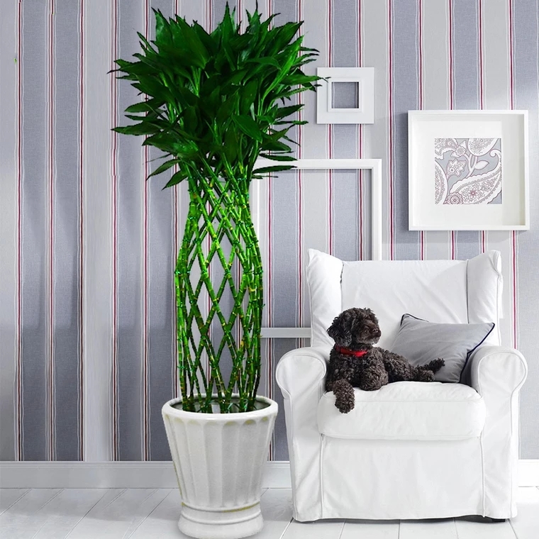 富贵竹笼1盆富贵竹子平安盆栽植