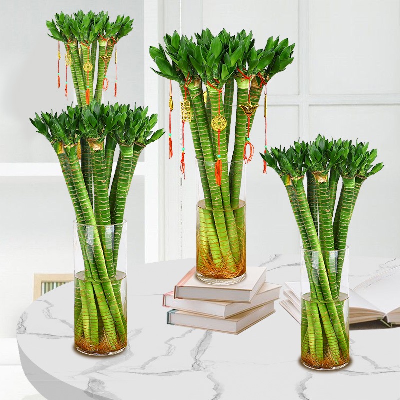 龙竹 10枝/扎 富贵竹节节高