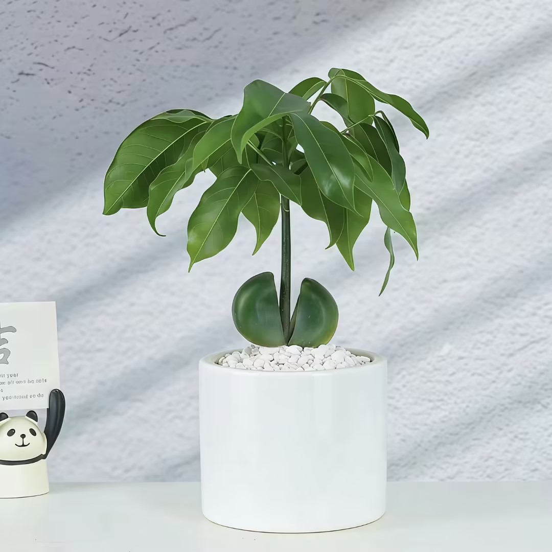 开心果植物盆栽绿元宝植物办公室