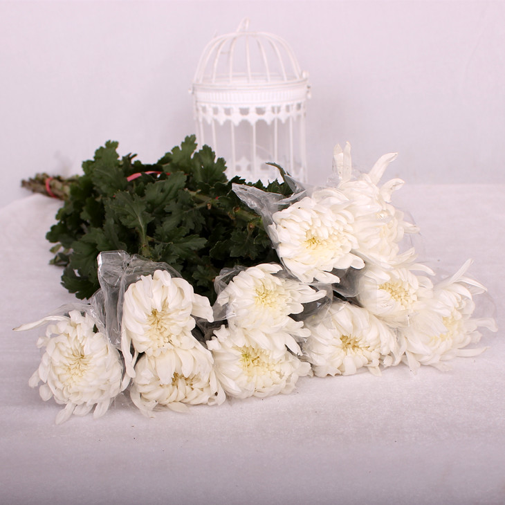 白色大菊花1枝清明节冬至菊花鲜