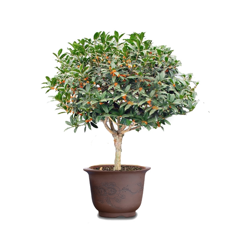 桂花 大植物盆栽 好养好活花卉