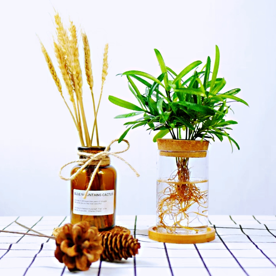 水培罗汉松+玻璃生态瓶1盆网红