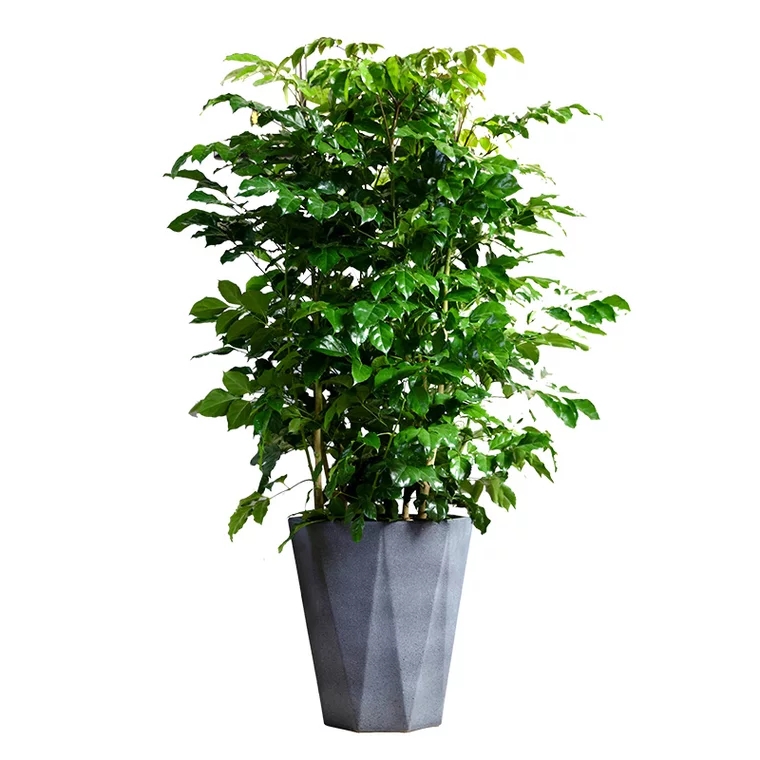 🔥【限时特惠】幸福树吸甲醛旺财丛生大型绿植室内乔迁花卉盆栽好养易活四季常青