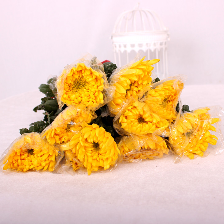 黄色大菊花1枝清明节冬至菊花鲜