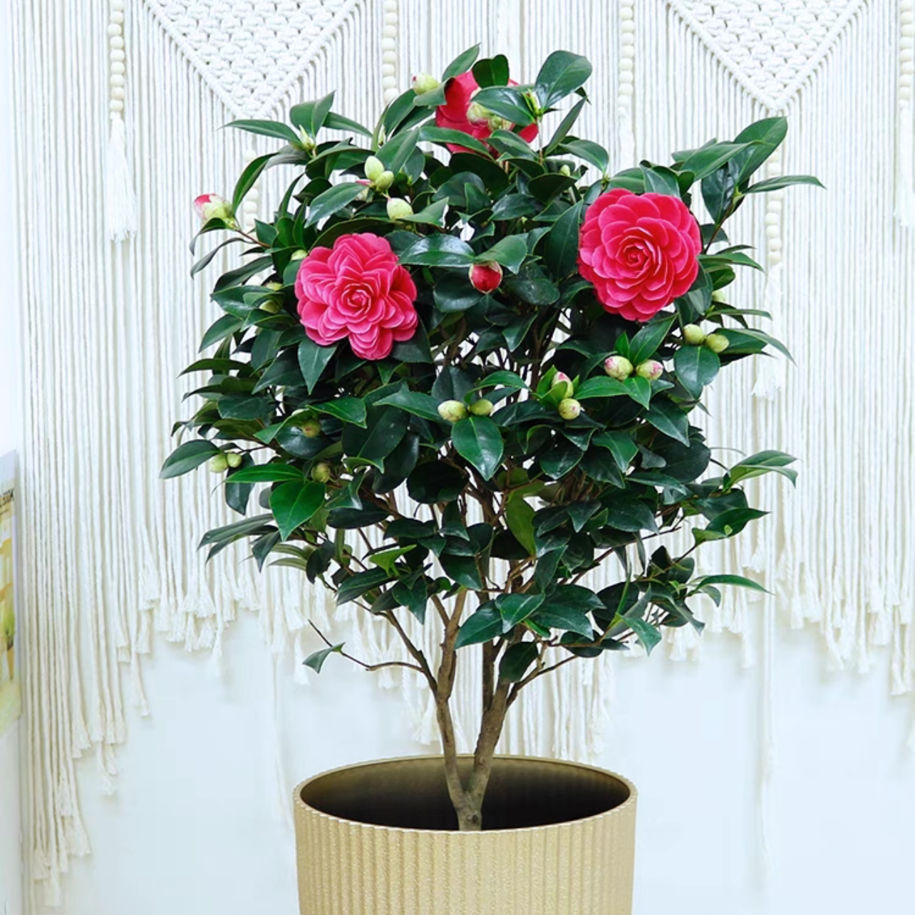 茶花(中号) 植物盆栽 开花植