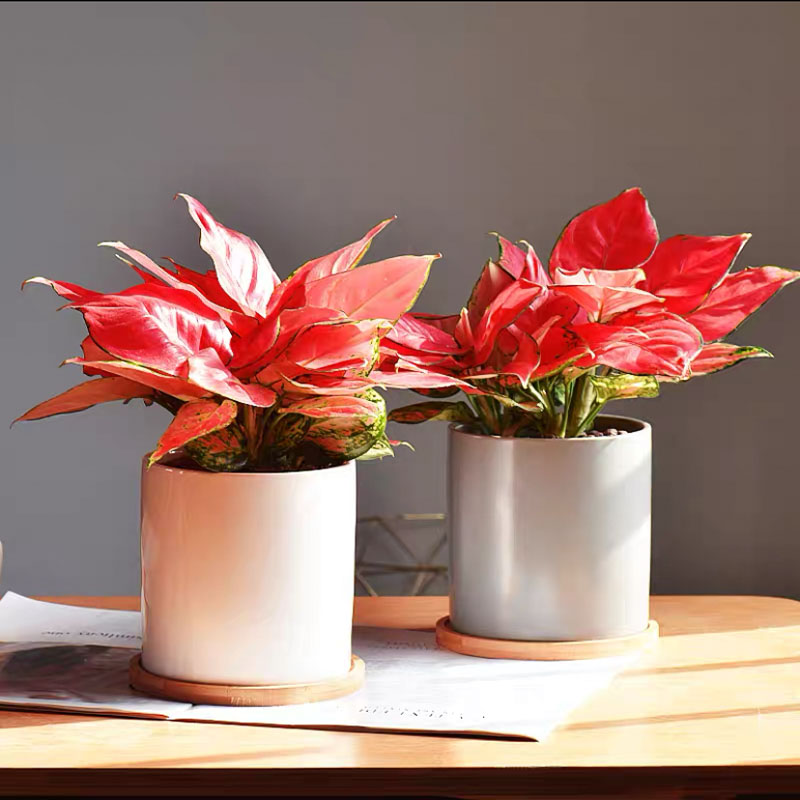 吉利红 吉祥如意 盆栽(多颗)