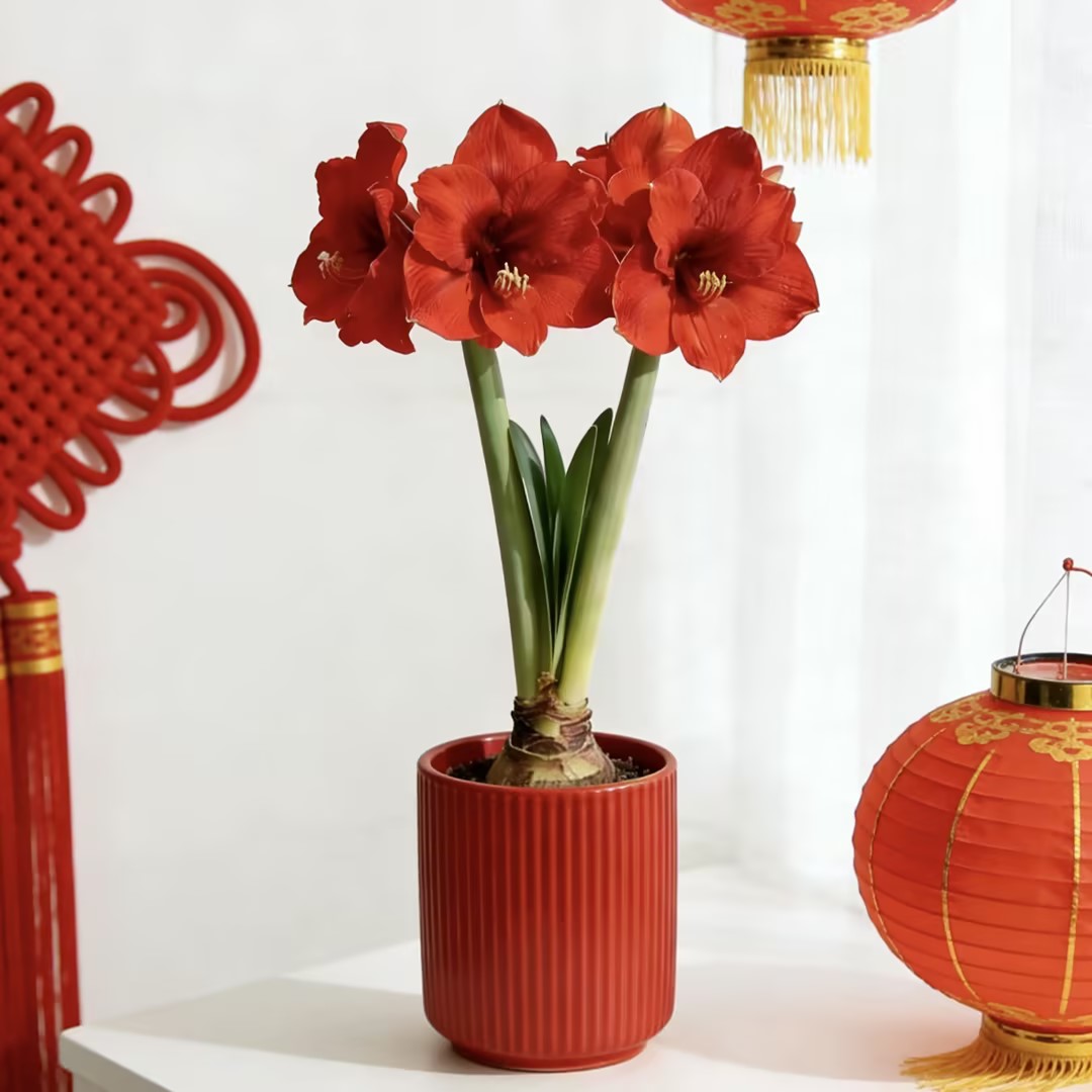 朱顶红 注定红 喜庆植物盆栽