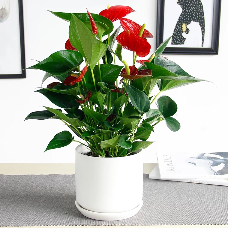 红掌桌面开花植物盆栽喜庆花卉好