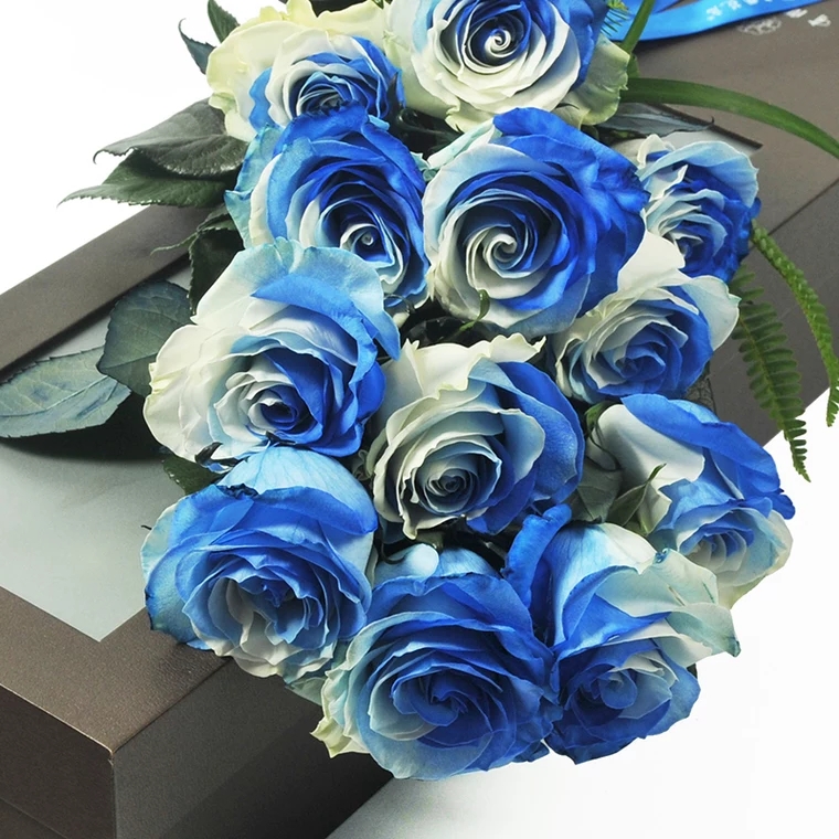 见证幸福-厄瓜多尔进口双色玫瑰