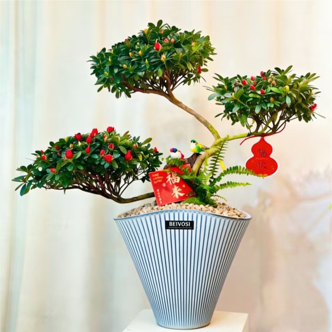 元宝杜鹃花造型游龙杜鹃花杜鹃花