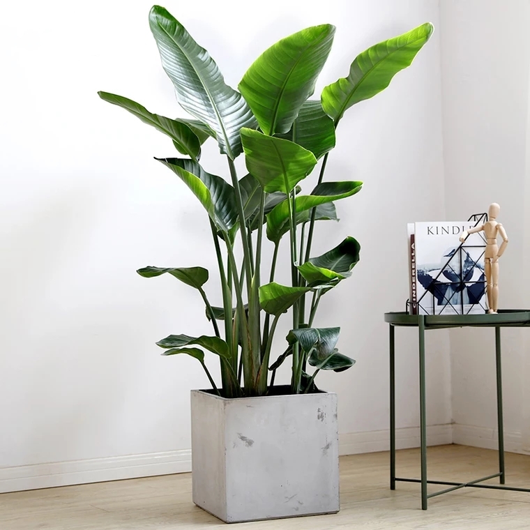 天堂鸟盆栽室内客厅高级感大型绿植办公室大叶植物高端鹤望兰新房