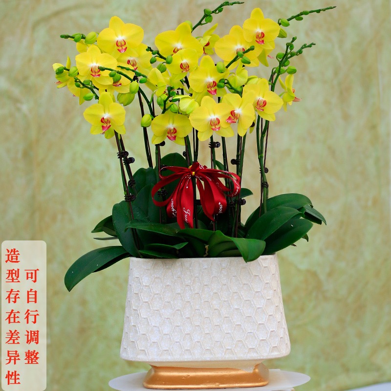 蝴蝶兰 1508-14 黄色蝴