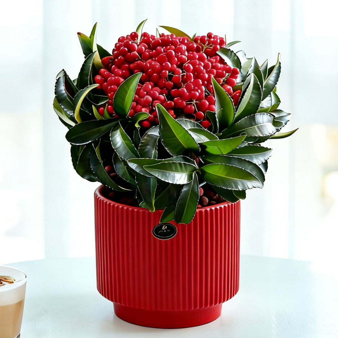 鸿运当头富贵籽盆景带果盆栽万两