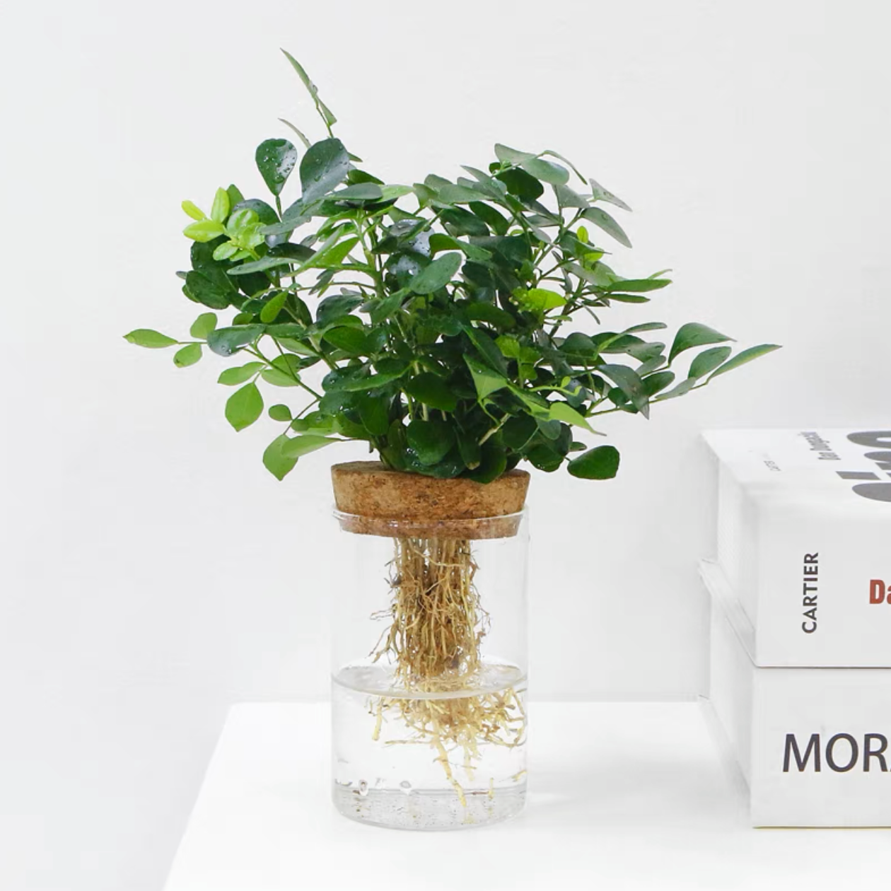 水培九里香+玻璃生态瓶网红水培