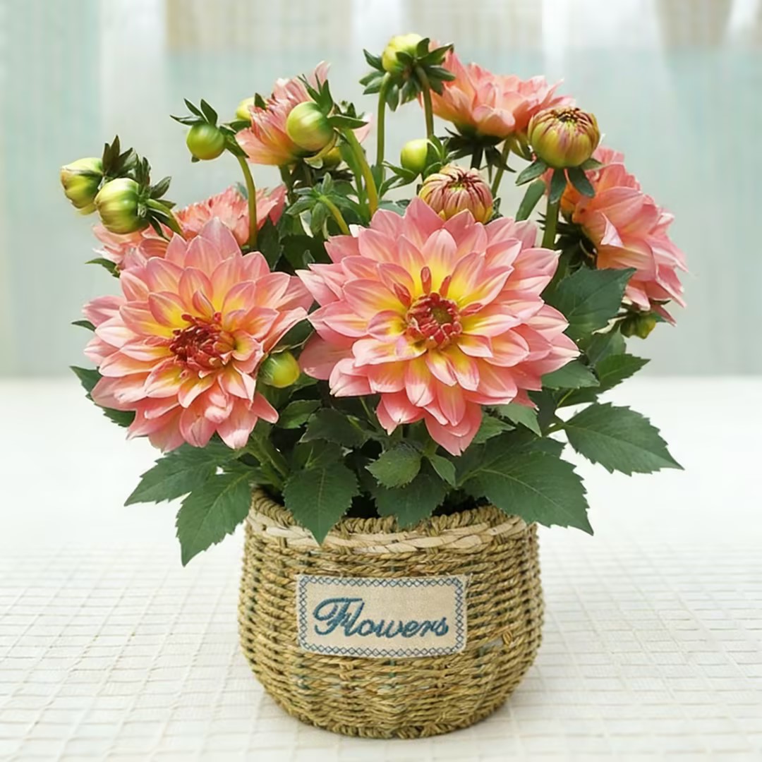 小丽花重瓣大丽花带花苞室内室外