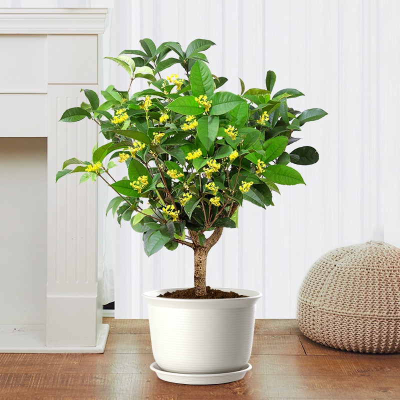 桂花 小植物盆栽