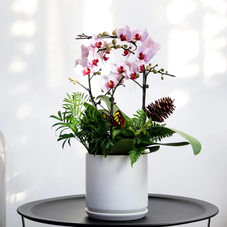 蝴蝶兰 1503-05 第一名