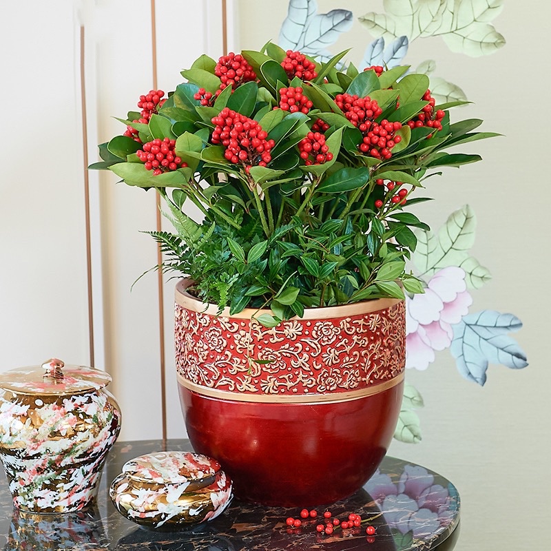 【高端年宵花】红玉珠盆栽新年装扮绿植客厅珍贵植物红珍珠