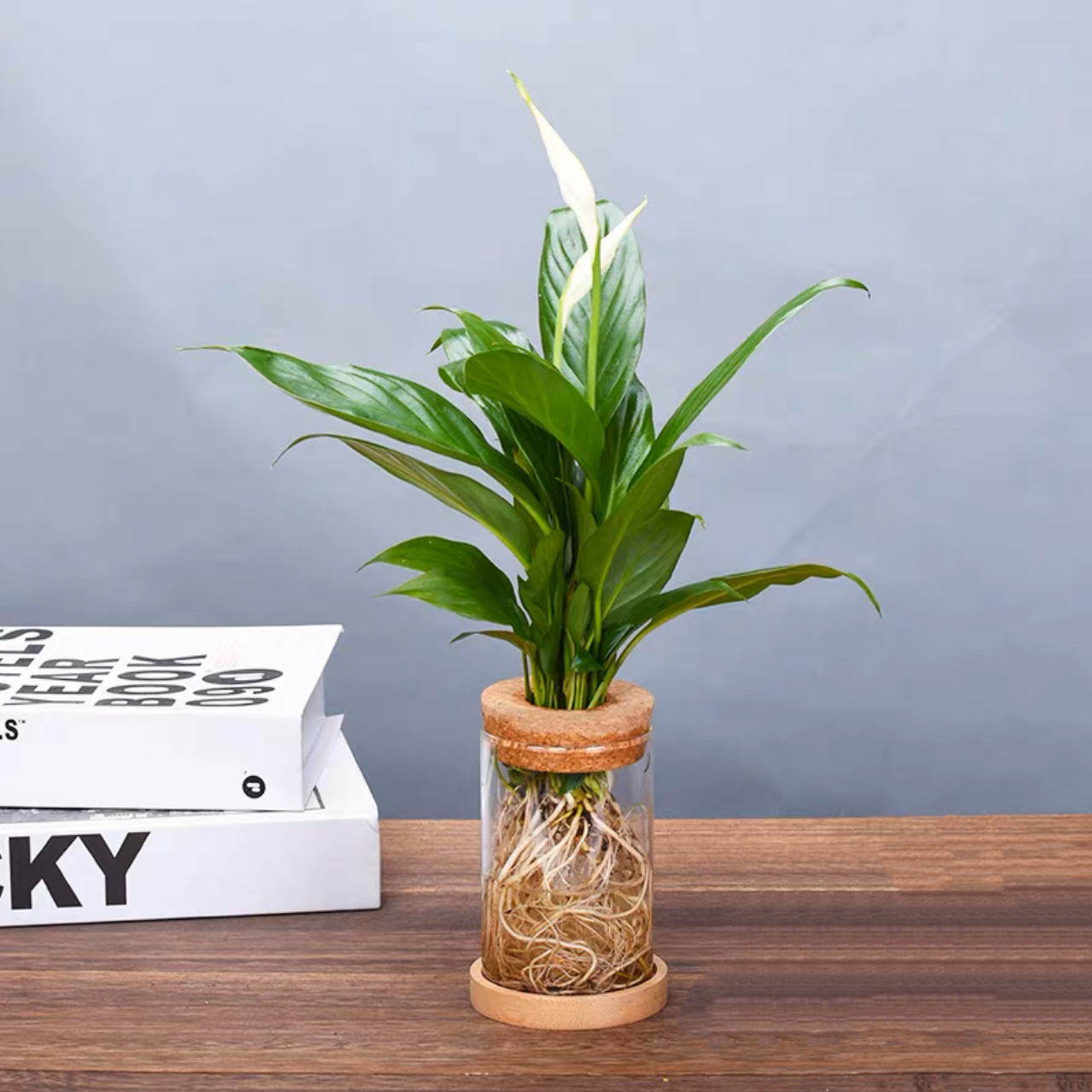 白掌配生态玻璃瓶一帆风顺盆栽开