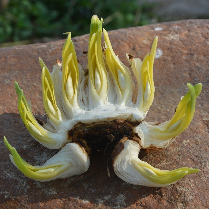 雕刻水仙花 漳州水仙 年销花 