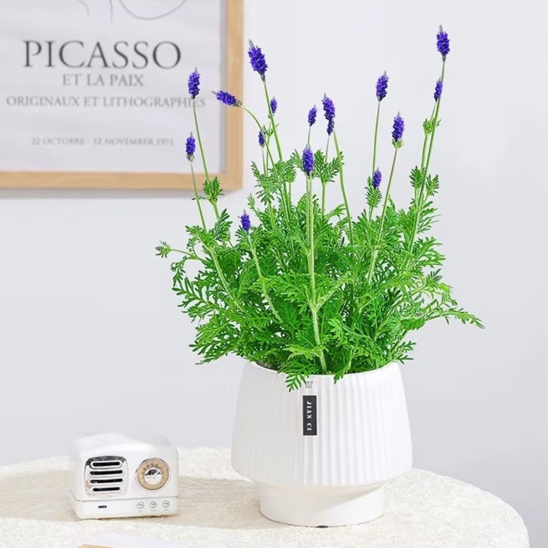 薰衣草普罗旺斯薰衣草盆栽香草花