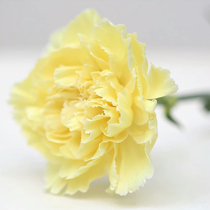 黄色 康乃馨 鲜切花【1枝】家