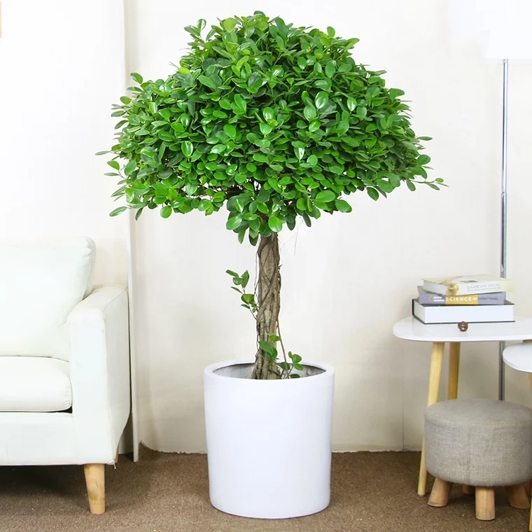 伞样盆景榕树(需预定)